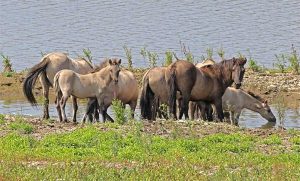 Konikpaarden Grensmaas