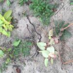 Japanse Duizendknoop