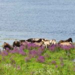 Konikpaarden langs de Grensmaas