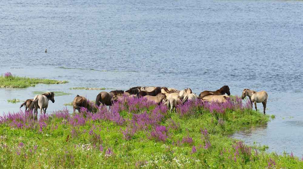 Konikpaarden langs de Grensmaas