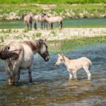 Konikpaarden in de Grensmaas