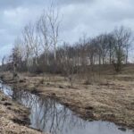 De dode populieren langs de Kingbeek