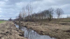 De dode populieren langs de Kingbeek