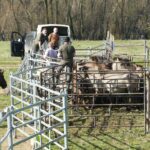 Boswachters van natuurmomenten in actie met de zorg voor Konikpaarden