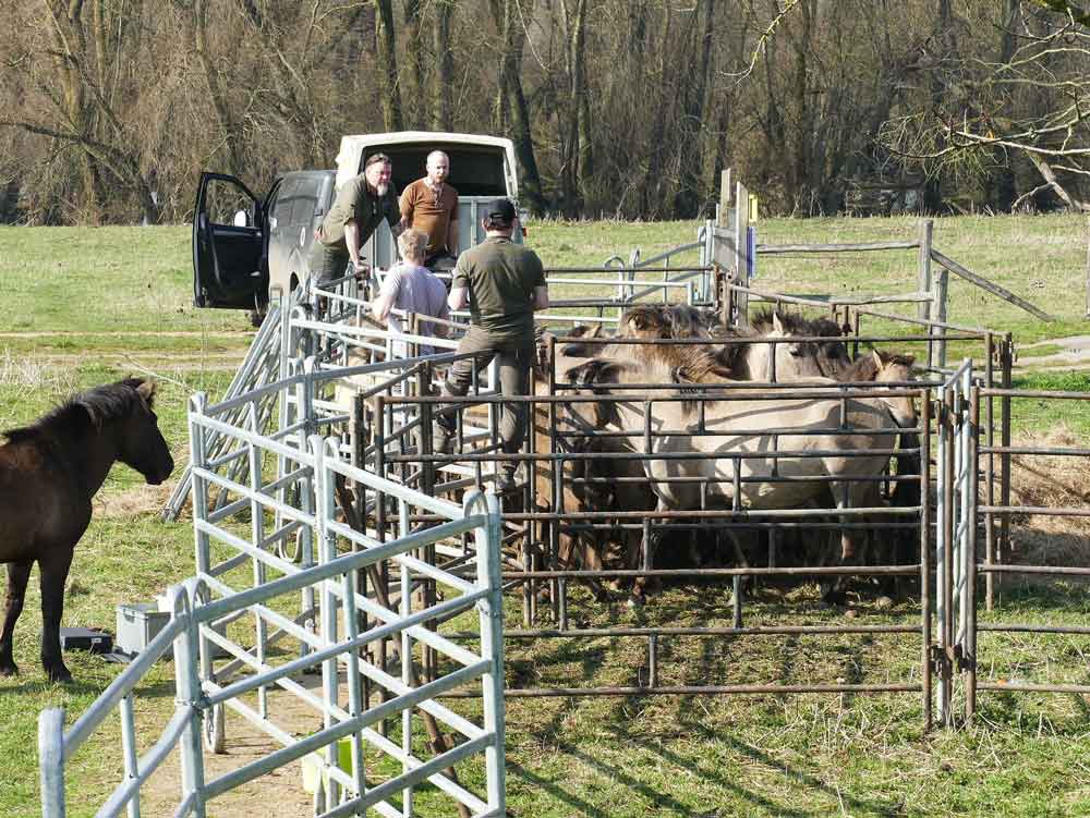 Boswachters van natuurmomenten in actie met de zorg voor Konikpaarden