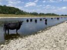 De Galloways nemen een verkoelend bad…