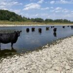 De Galloways nemen een verkoelend bad…