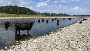 De Galloways nemen een verkoelend bad…