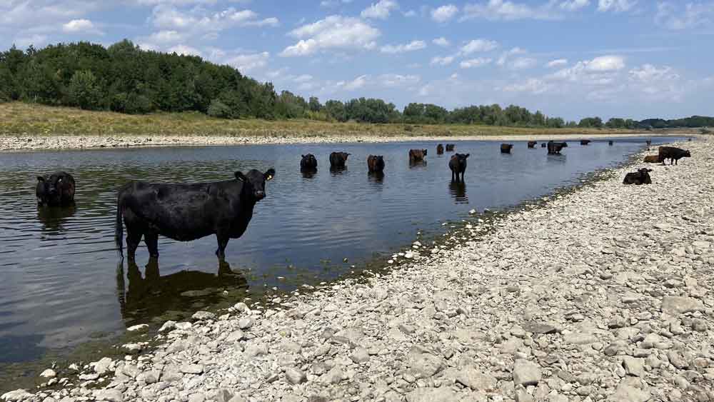 De Galloways nemen een verkoelend bad…
